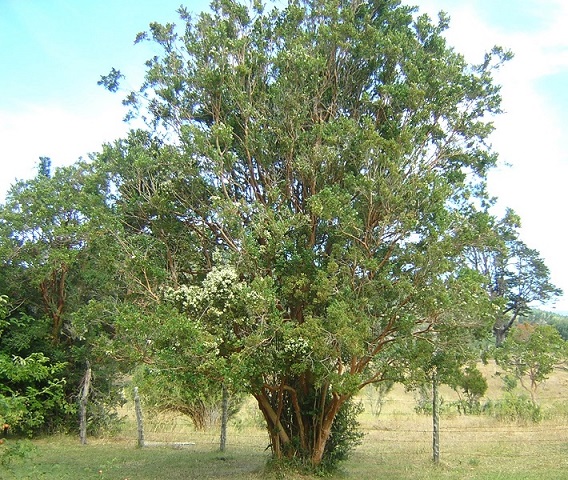 Arrayan