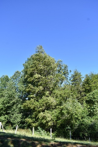 Roble