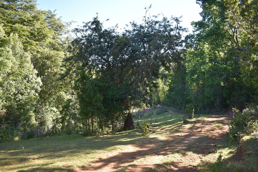 Gran avellano en entrada Bosque Sombrero 