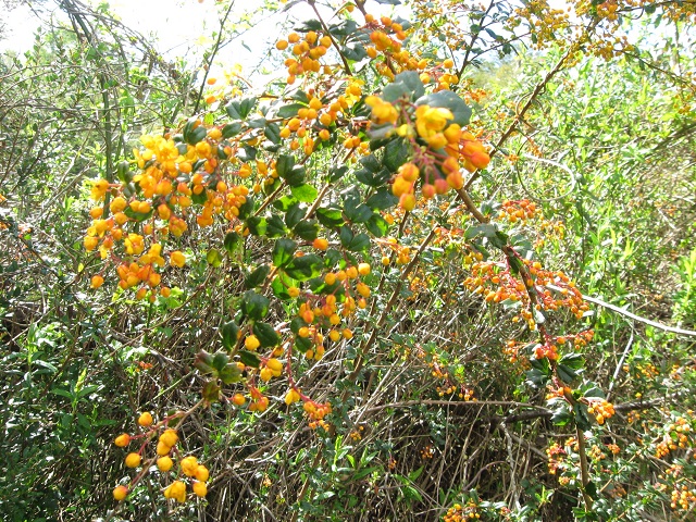 Flores amarillas 