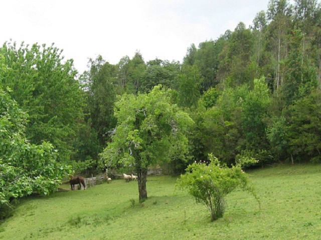 Jardin de manzanos