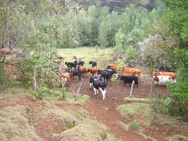 Vacas junto al estero