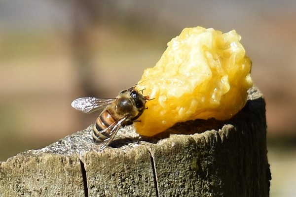 Abeja en la miel