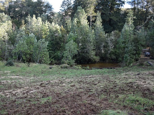 Canelos a la  orilla del estero